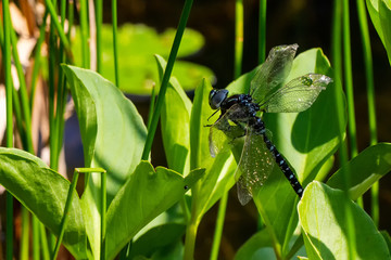 Libellen Dragonflys Damselfys