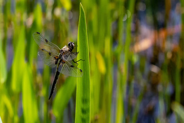 Libellen Dragonflys Damselfys