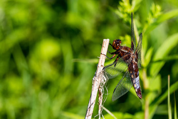 Libellen Dragonflys Damselfys