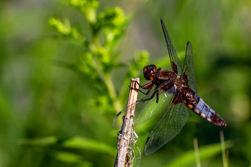 Libellen Dragonflys Damselfys