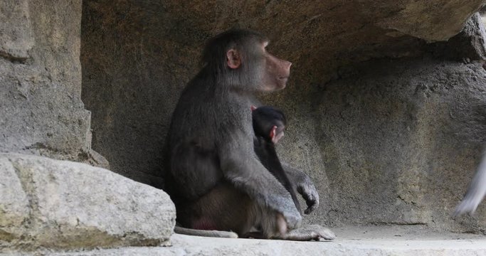 Hamadryas Baboon family in rock cliff cave.  baboon from the Old World monkey family. Native to the Horn of Africa and the southwestern tip of the Arabian Peninsula. Sanctuary zoo habitat.