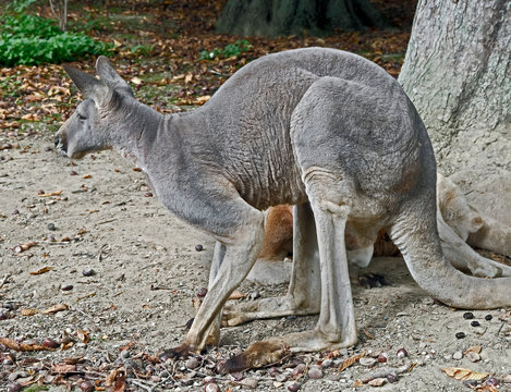 Eastern grey kangaroo or giant kangaroo. Latin name - Macropus giganteus