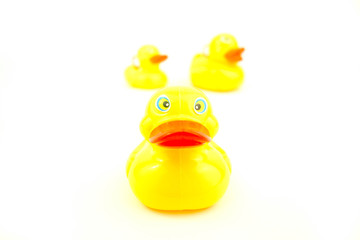 Yellow rubber duck on white background. Leadership concept.