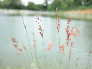 plank grass with flow near lake