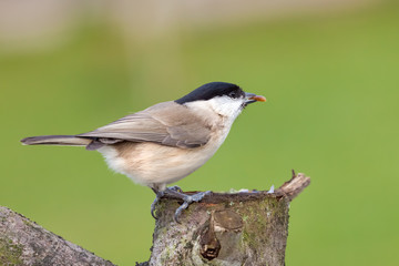 Little coal tit wild bird close up