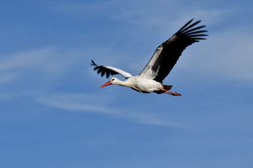 Fototapeta premium Cigogne en vol