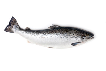 Atlantic salmon fish isolated on a white studio background.