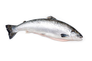 Atlantic salmon fish isolated on a white studio background.