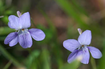 タチツボスミレ