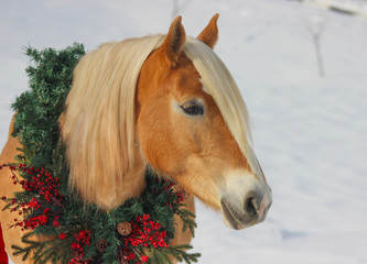 portrait of haflinger in christmas and new year wreath