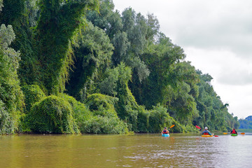 Group of friends (people) travel by kayaks. Kayaking together in wild Danube river and biosphere reserve in summer. Peacefull nature scene of calm river. Water tourism concept.