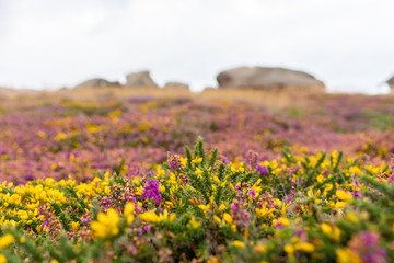 Blütenpracht an der rosa Granitküste