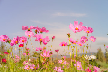 Obraz na płótnie Canvas Cosmos Flower field with blue sky,Cosmos Flower field blooming spring flowers season