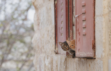 Two curious adorable kitten hiding behind window