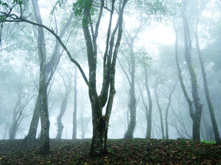 Pine forest with mist