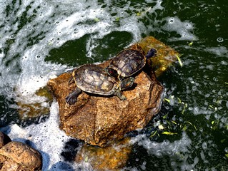 water pool in the Park with turtles