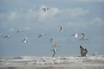 seagull