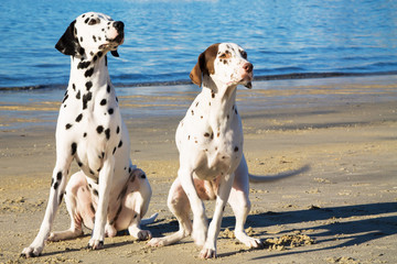 dalmata breed dogs on the beach