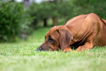 Bored rhodesian ridgeback puppy outdoors. 