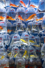 Obraz premium Goldfish market in Hong Kong at night 夜の香港・金魚街