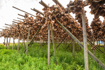 Cod stockfish drying on racks, Lofoten islands Norway