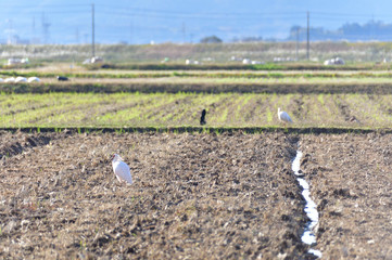 Fototapeta premium Japanese crested ibis
