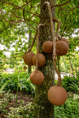 Couroupita fruits or Couroupita guianensis, cannonball tree