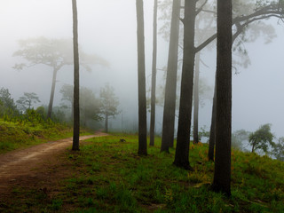 Pine forest with mist