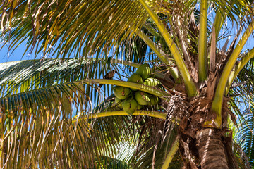 Kokos Nuß Palmen