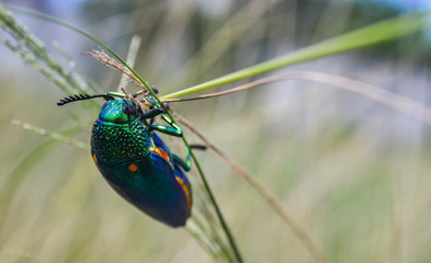 Naklejka premium Jewel beetle w polu zdjęcia makro
