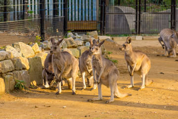 動物園 カンガルー オーストラリア かわいい 