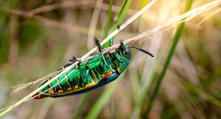 Naklejka premium Jewel beetle w polu zdjęcia makro
