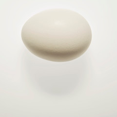 egg on white background