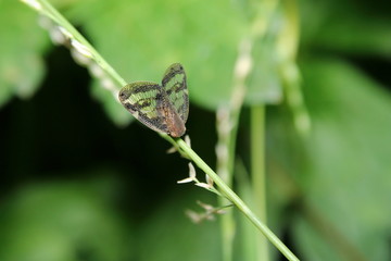 Planthopper - Scolypopa australis