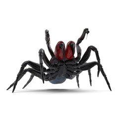 Missulena Occatoria Mouse Spider Fighting Pose 3D Illustration Isolated