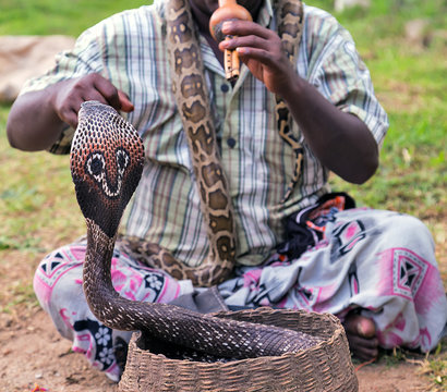 Snake fakir playing King cobra