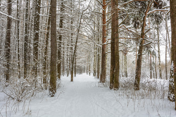 Beauty of nature in winter