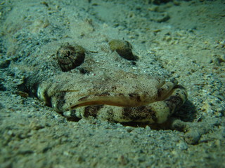 Krokodilfisch