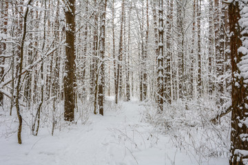 Fototapeta premium Beauty of nature in winter