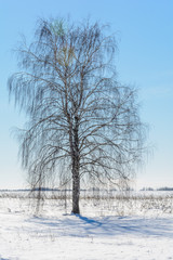 Fototapeta premium Beauty of nature in winter