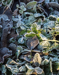 Detail of many different frozen and iced crisp leaves on the ground covered in frosted hoar frost a cold fresh winter morning - Concept of freezing temperature and weather with chilly and frosty rime
