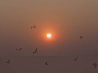 birds in sunset
