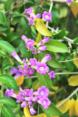 Garlic vine violet flower selective focus point