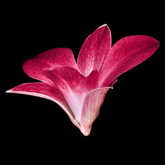 red white orchid flower isolated black background. Flower bud close-up. Nature.