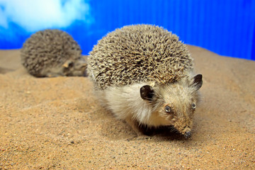 hedgehog specimens © zhang yongxin