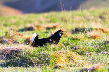 aggressive black grouse cock in mating season