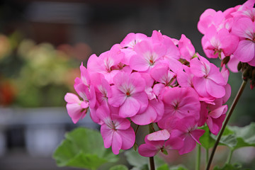 ゼラニウムの花