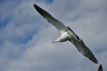 Seagull