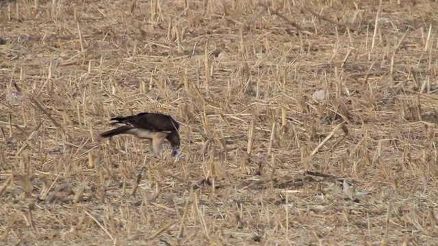 Bonelli's eagle feeding in the field