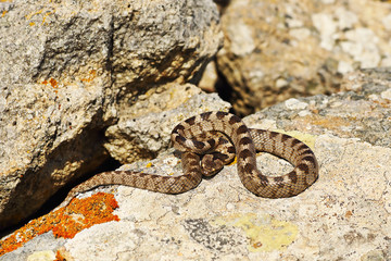 cat snake basking in natural environment